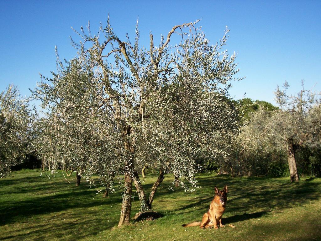 Podere Il Caggio Rooms San Gimignano Extérieur photo